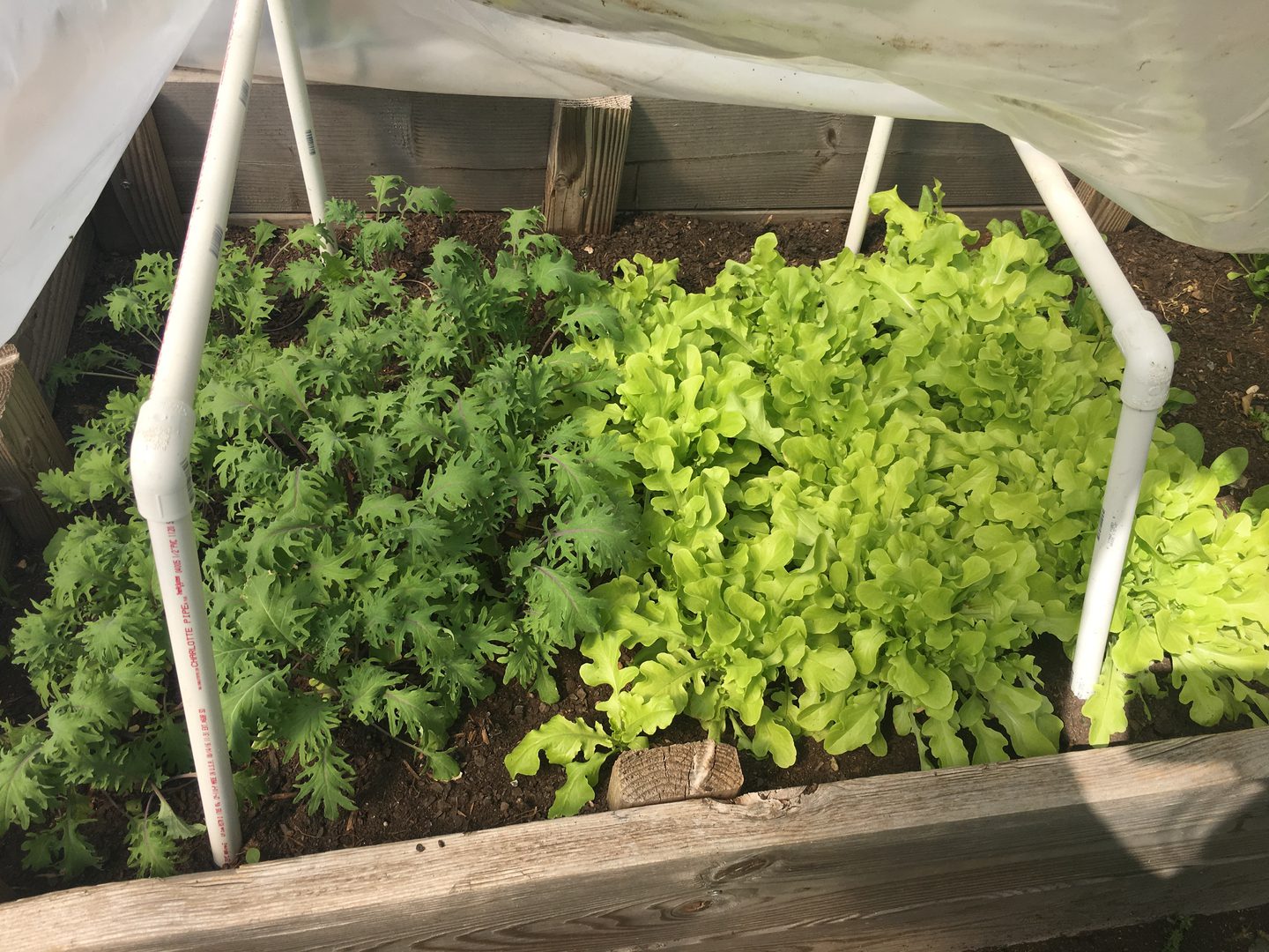 Lettuce growing in a raised garden bed.