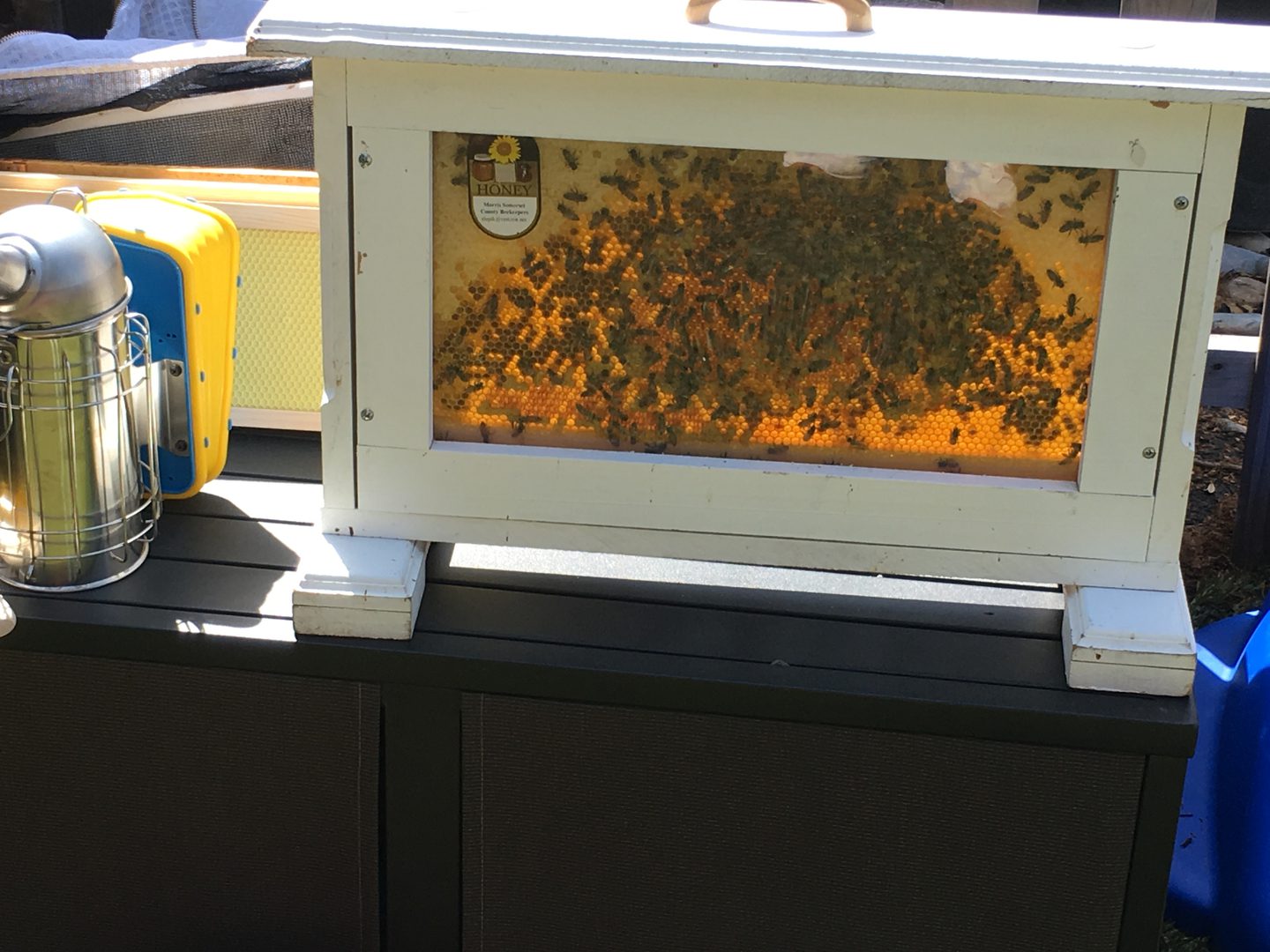 Observation hive with bees on display.