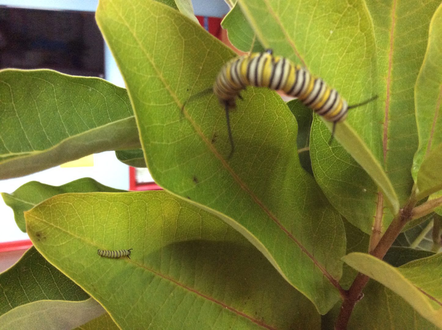 Caterpillars on green leaves of a plant.